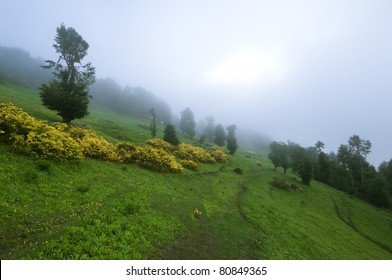 Wild flowers bloom in a fog enshrouded meadow. Foggy day in Kocadag (Great Mountain) mountains, Samsun City-Turkey.. Mount Kocada? can be mentioned as trekking places. Altitude 1280 metr...