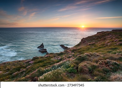 Wild flowers in bloom on the South West Coast Path between Porthcothan and Bedruthan Steps - Powered by Shutterstock