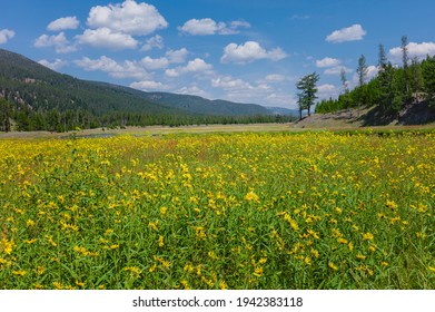 Wild Flowers In Bloom  In Summer In Yellowstone National Park, Montana, USA.