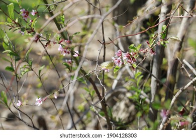 Wild flowers and bushes of Central Asia. Beautiful small buds against a background of dense bushes. Georgian nature.  - Shutterstock ID 1904128303