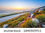 wild flowers and California coastline in Big Sur at sunset