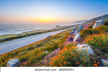 Wild Flowers And California Coastline In Big Sur At Sunset