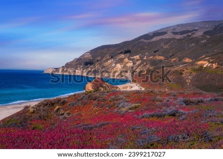 wild flowers and California coastline in Big Sur at sunset, USA