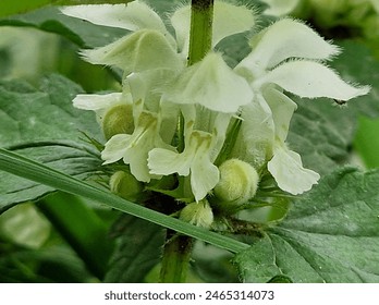 Wild flowers close-up.  Medicinal plant. Greenery in the background.  Inflorescence bud. White petals. Leaves nerves. Natural environment.  Minimalistic approach. Lush foliage. Macro photography. - Powered by Shutterstock