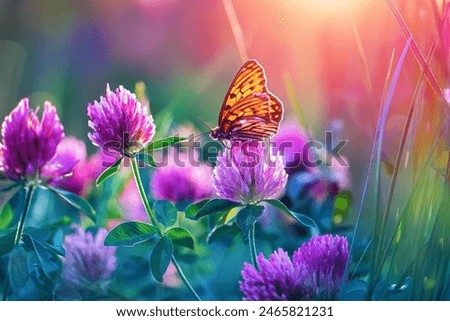 Wild flowers of clover and butterfly in a meadow in nature in the rays of sunlight in summer in the spring close-up of a macro. A picturesque colorful artistic image with a soft focus