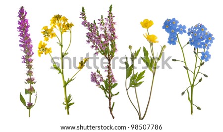 wild flowers collection isolated on white background