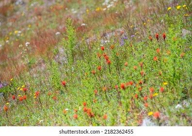 Wild Flowers Covering Hillsides In Mount St. Helens Valley After Volcano Eruption