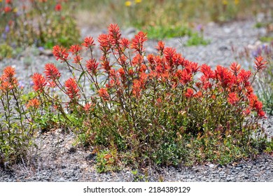 Wild Flowers Covering Hillsides In Mount St. Helens Valley After Volcano Eruption