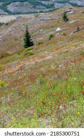 Wild Flowers Covering Hillsides In Mount St. Helens Valley After Volcano Eruption