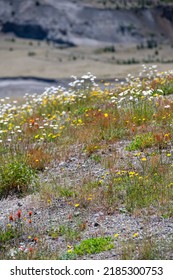 Wild Flowers Covering Hillsides In Mount St. Helens Valley After Volcano Eruption