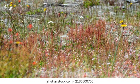 Wild Flowers Covering Hillsides In Mount St. Helens Valley After Volcano Eruption