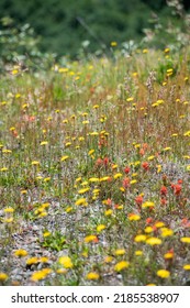 Wild Flowers Covering Hillsides In Mount St. Helens Valley After Volcano Eruption