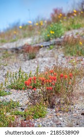 Wild Flowers Covering Hillsides In Mount St. Helens Valley After Volcano Eruption