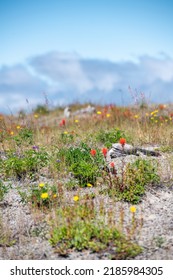 Wild Flowers Covering Hillsides In Mount St. Helens Valley After Volcano Eruption