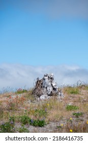 Wild Flowers Covering Hillsides In Mount St. Helens Valley After Volcano Eruption