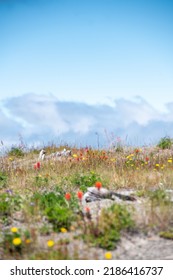 Wild Flowers Covering Hillsides In Mount St. Helens Valley After Volcano Eruption