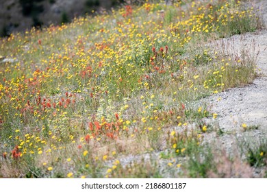 Wild Flowers Covering Hillsides In Mount St. Helens Valley After Volcano Eruption