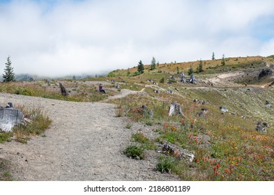 Wild Flowers Covering Hillsides In Mount St. Helens Valley After Volcano Eruption