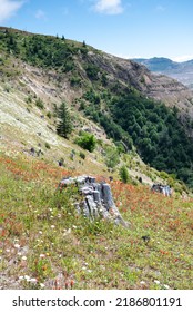 Wild Flowers Covering Hillsides In Mount St. Helens Valley After Volcano Eruption