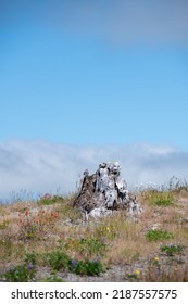 Wild Flowers Covering Hillsides In Mount St. Helens Valley After Volcano Eruption