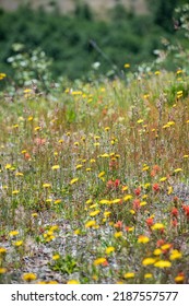 Wild Flowers Covering Hillsides In Mount St. Helens Valley After Volcano Eruption