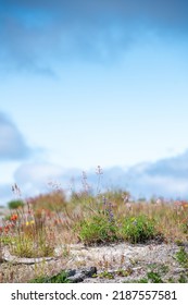 Wild Flowers Covering Hillsides In Mount St. Helens Valley After Volcano Eruption