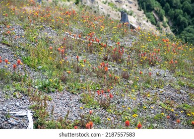 Wild Flowers Covering Hillsides In Mount St. Helens Valley After Volcano Eruption