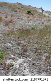 Wild Flowers Covering Hillsides In Mount St. Helens Valley After Volcano Eruption