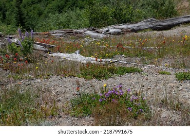 Wild Flowers Covering Hillsides In Mount St. Helens Valley After Volcano Eruption