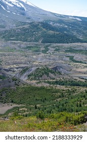 Wild Flowers Covering Hillsides In Mount St. Helens Valley After Volcano Eruption