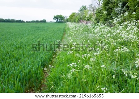 Wild flowers, cow parsley growing in an arable field margin on UK farmland