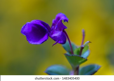 Wild flowers of deccan plateau, India