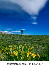 Wild Flowers In The Eastern Sierra Foothills