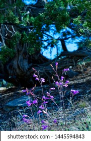 Wild flowers in the eastern Sierra foothills
