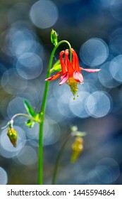 Wild Flowers In The Eastern Sierra Foothills