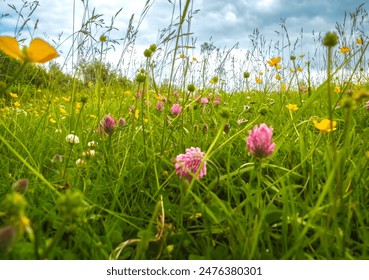 Wild flowers in and English Meadow - Powered by Shutterstock