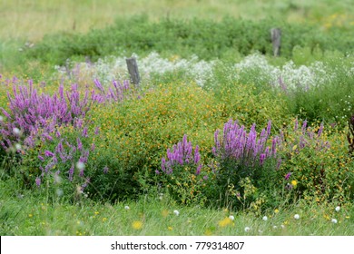 Wild Flowers In Field