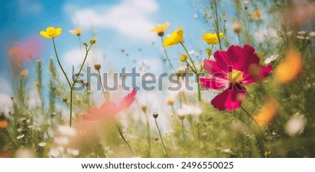 Wild flowers field and sky