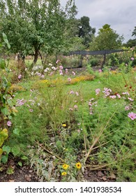 Wild Flowers At Fulham Palace Gardens In Fulham