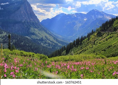 Wild Flowers At Glacier National Park