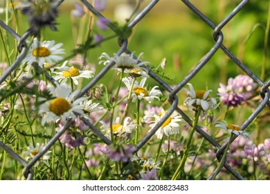 Wild Flowers Growing Around Fence