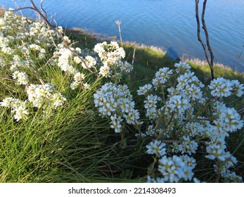 Wild Flowers Growing Near The Sea 