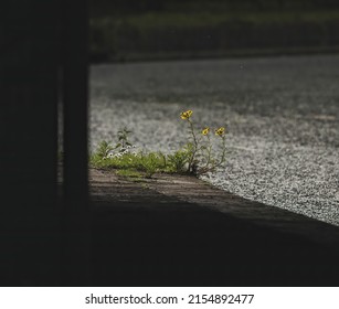 Wild Flowers Growing On A Canal Towpath Beneath A Bridge