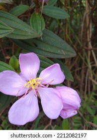 Wild Flowers Growing On The Streets