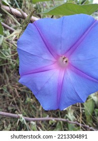 Wild Flowers Growing On The Streets