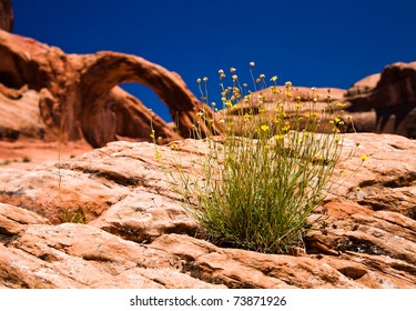 Wild Flowers growing out of a rock with arch in the background