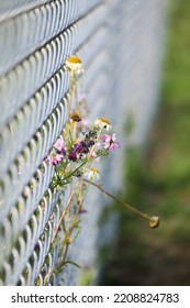 Wild Flowers Growing Through Fence