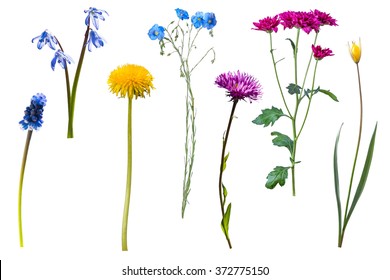 Wild flowers isolated on white background - Shutterstock ID 372775150