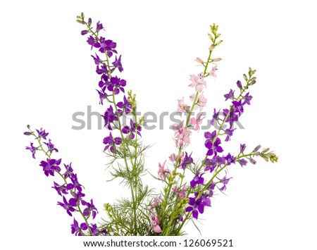 Wild Flowers Isolated On White Background Stock Photo (Edit Now