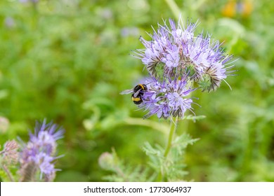 Wild Flowers Lacy Phacelia Tanacetifolia In Summer Meadow.  Blue Tansy Or Purple Tansy - Honey Plant, Attracting Pollinators Such As Honey Bees Or Bumblebee 